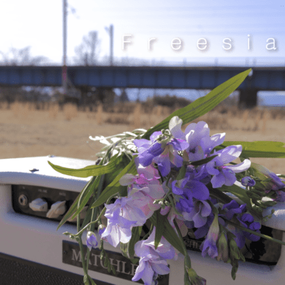 Freesiaのジャケット写真