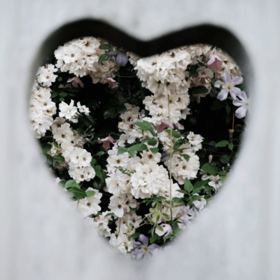 Butterflies & Flowers Front Cover