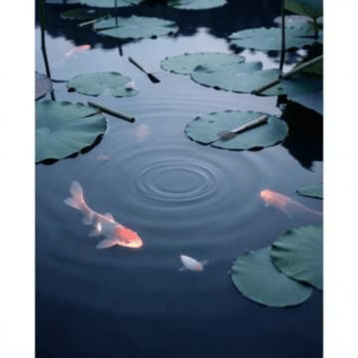 Cradle of the Water Lily Front Cover