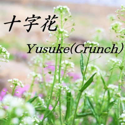 十字花のジャケット写真