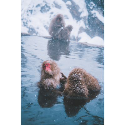 TOTONOI NIGHT Front Cover