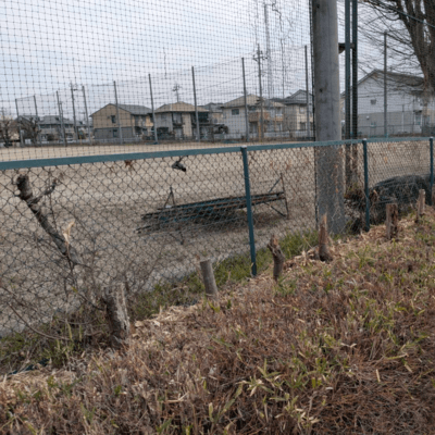 The promise of the White Ball Front Cover