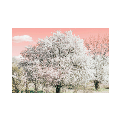 Waterfall Cherry Tree in Miharu Front Cover