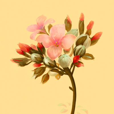 Kalanchoe Front Cover
