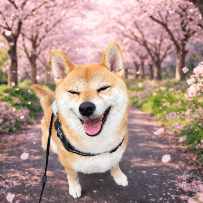 oimospring Front Cover