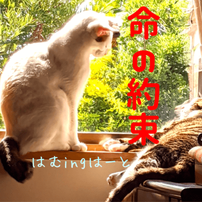 Promise of the Soul's Life Front Cover