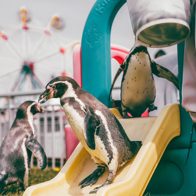 LAN aquarium Front Cover