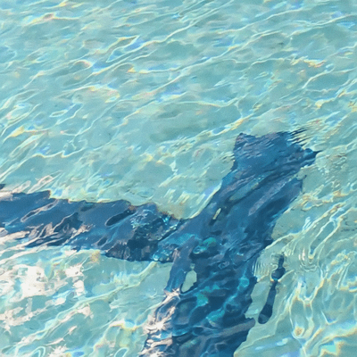 POOLのジャケット写真