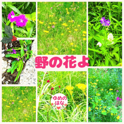 Wild flower Front Cover