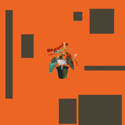 Begoniaのジャケット写真