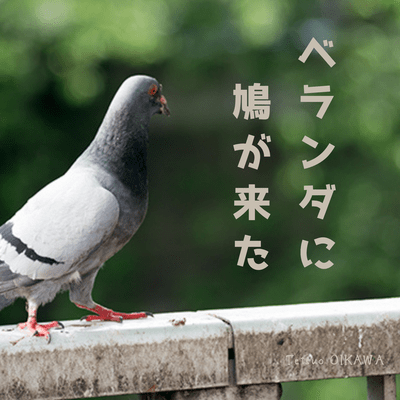 A pigeon came to my balcony Front Cover