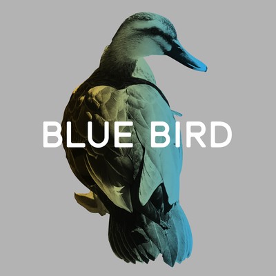 Blue Bird Front Cover