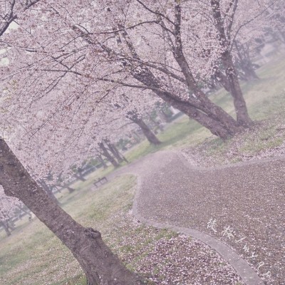 ADAZAKURA Front Cover