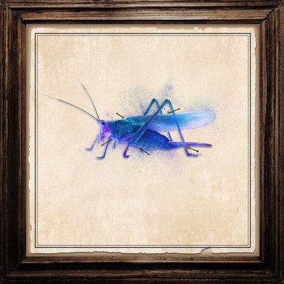 Grasshopper Front Cover