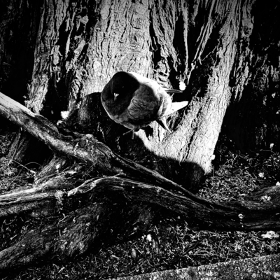 β Front Cover