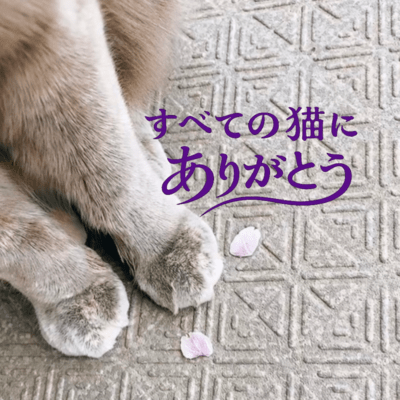 Thank You to All Cats Front Cover