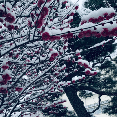 雪の内臓のジャケット写真