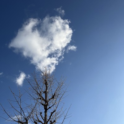 A bird of prayerのジャケット写真