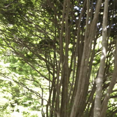 Silence of life Front Cover