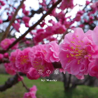 花の傘のジャケット写真