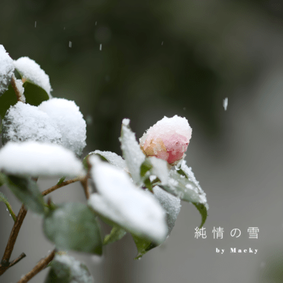 Snow of Innocence Front Cover