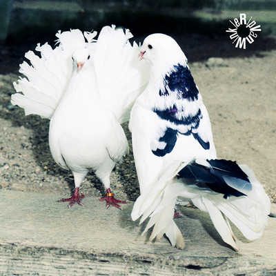 Rip Van Winkleのジャケット写真