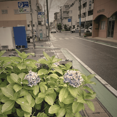 Hydrangea Street Front Cover