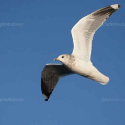 The seagull Front Cover