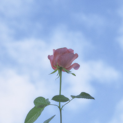 空と花のジャケット写真