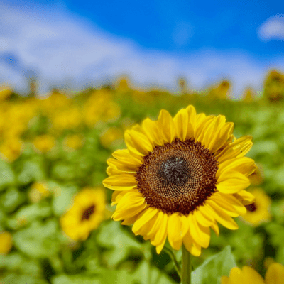 Thank you Front Cover