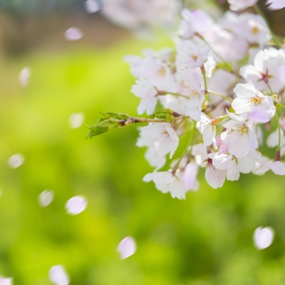 CHERRY BLOSSOMS ~SCATTERED IN THE WIND~ (Instrumental) Front Cover