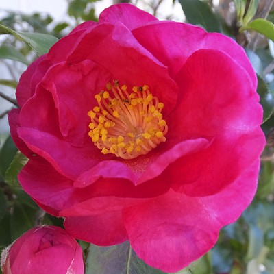 Kan-tsubaki -Camellia in the Snow- Front Cover