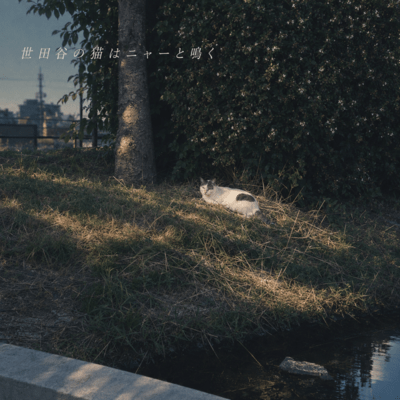 The Cats of Setagaya Say "Meow" Front Cover
