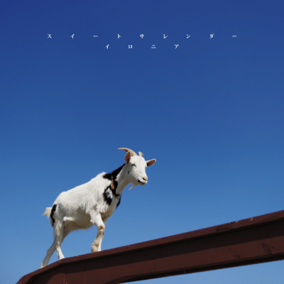 スイートサレンダーのジャケット写真