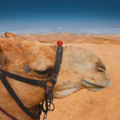 プレミアのジャケット写真