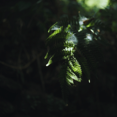 Izu Ambient 036のジャケット写真