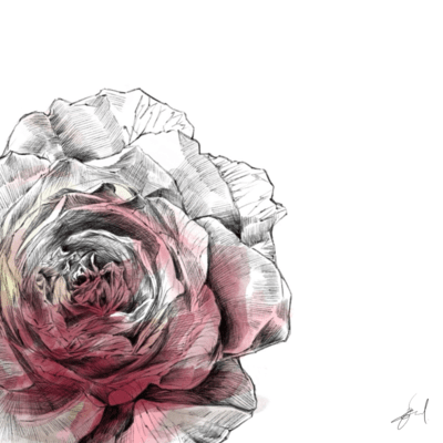 Roses Front Cover
