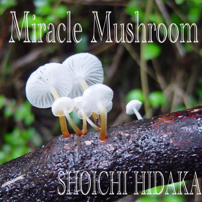 Miracle Mushroom Front Cover