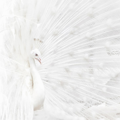 WHITE DISC Front Cover