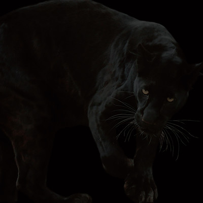 BLACK DISC 【黒盤】のジャケット写真