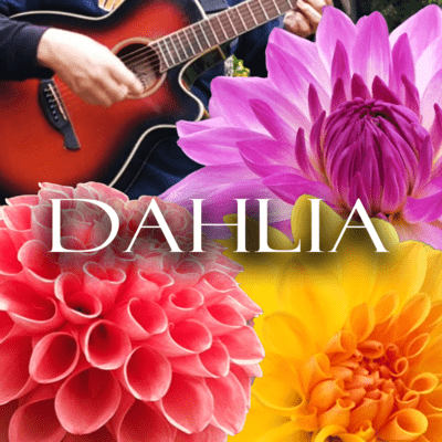 dahlia Front Cover