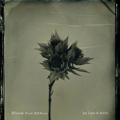 Bloom Front Cover