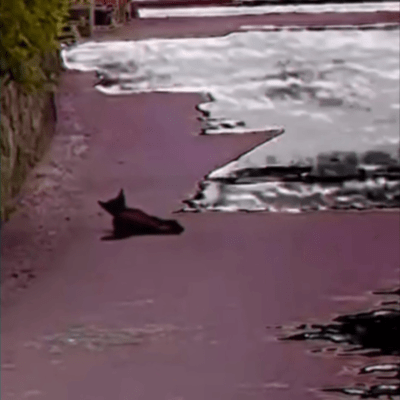 猫跨ぎのジャケット写真