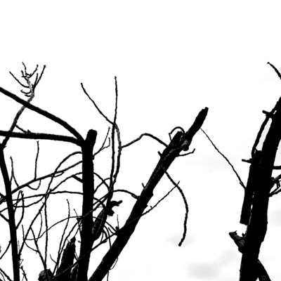 私は歌う、ゆえに私は存在するのジャケット写真