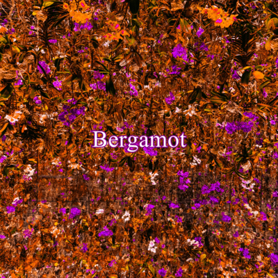Bergamot Front Cover