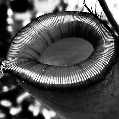 Jazzismind (feat. MC masatatz, DJ CROSS, moco & dsk)のジャケット写真