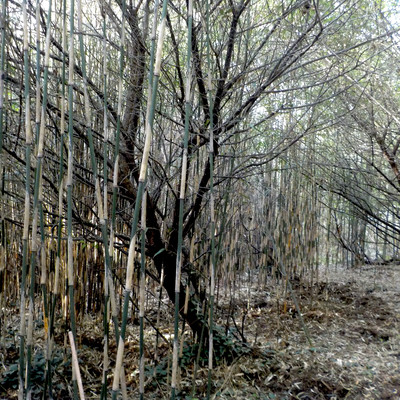 Emanation Bodies Front Cover