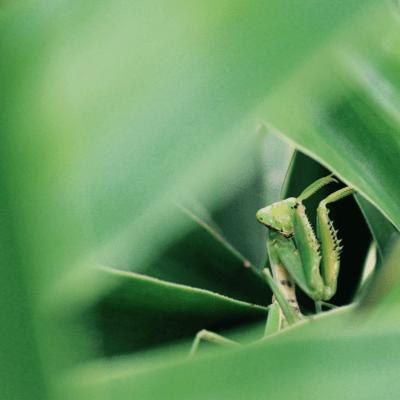 Mum's the world and the word Front Cover