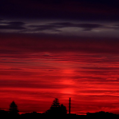 A blue fly clings to a swift horse Front Cover