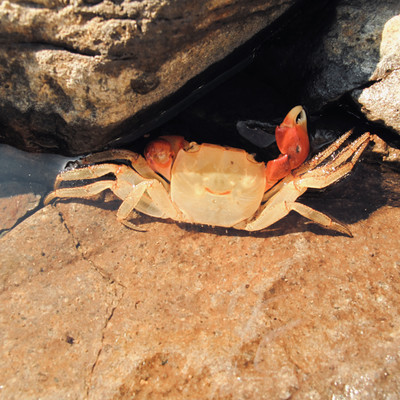 征のジャケット写真